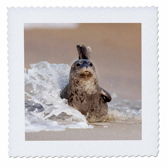 3dRose, USA, California, La Jolla. Baby harbor seal with wave crashing, 10x10 inch quilt square