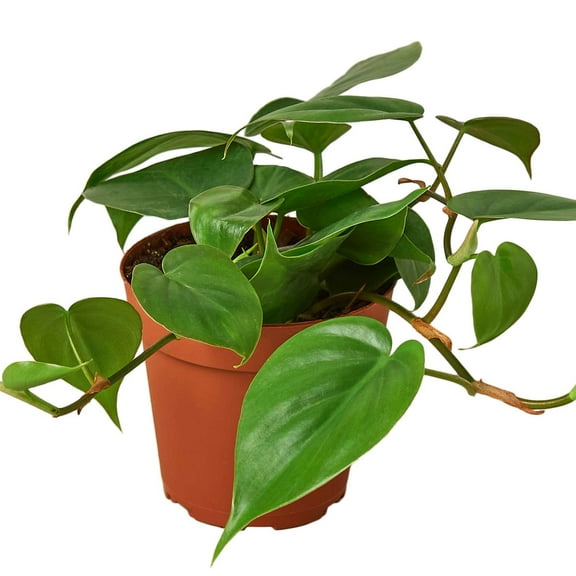 Philodendron Cordatum Heartleaf Live Plant for Indoor | Different Houseplants in 4'' & 6'' Pot | Real House Plant for Living Room, Office, Desk & Bathroom