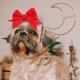 thumbnail image 4 of ADDHAT Con Para Perros Pequeños Para Decoraciones Y Festivales, 4 of 6