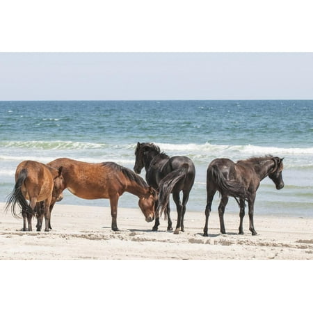 Wild Mustangs in Currituck National Wildlife Refuge, Corolla, Outer Banks, North Carolina Print Wall Art By Michael