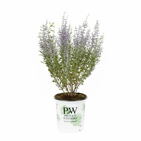 Proven Winners 2.5QT Purple Perovskia Live Plants with Grower Pot