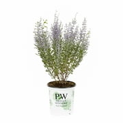 Proven Winners 2.5QT Purple Perovskia Live Plants with Grower Pot