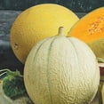 thumbnail image 4 of Ferry-Morse 950MG Cantaloupe Inspire Hybrid Annual Fruit Seeds, Full Sun, 4 of 11