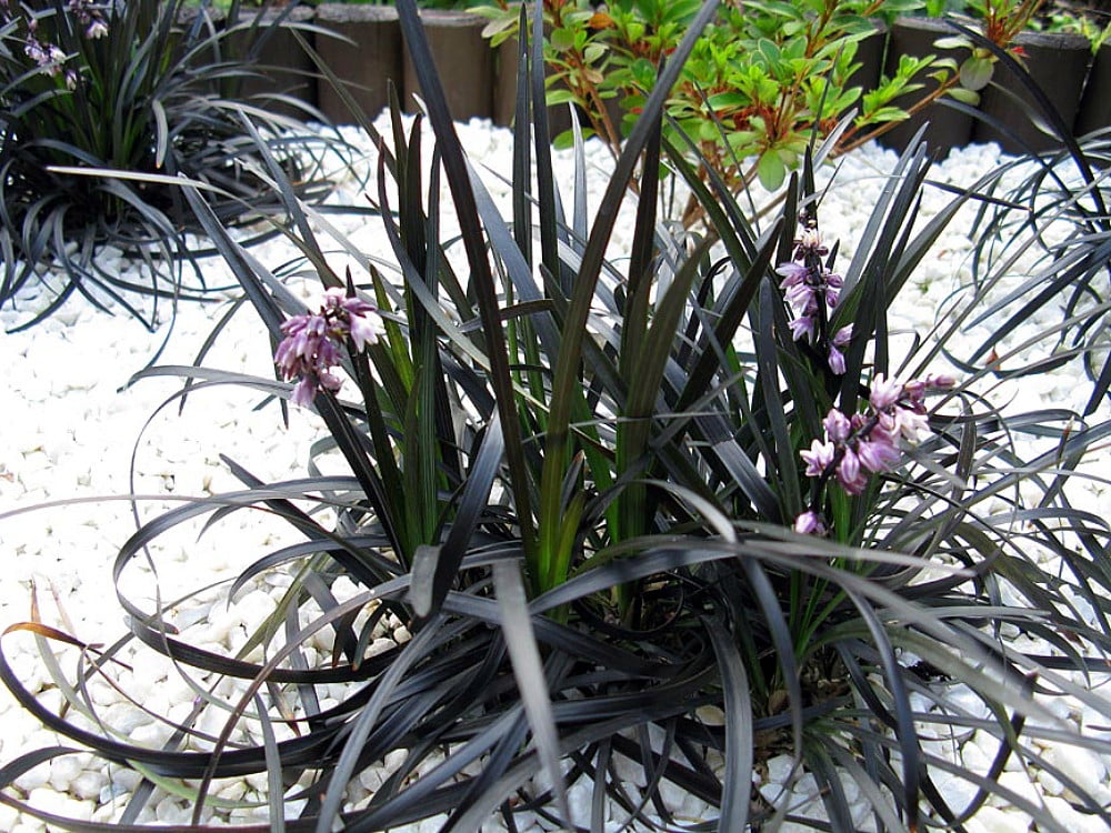 Black Dragon Mondo Grass Plants Ophiopogon 4" pot Terrarium/Fairy