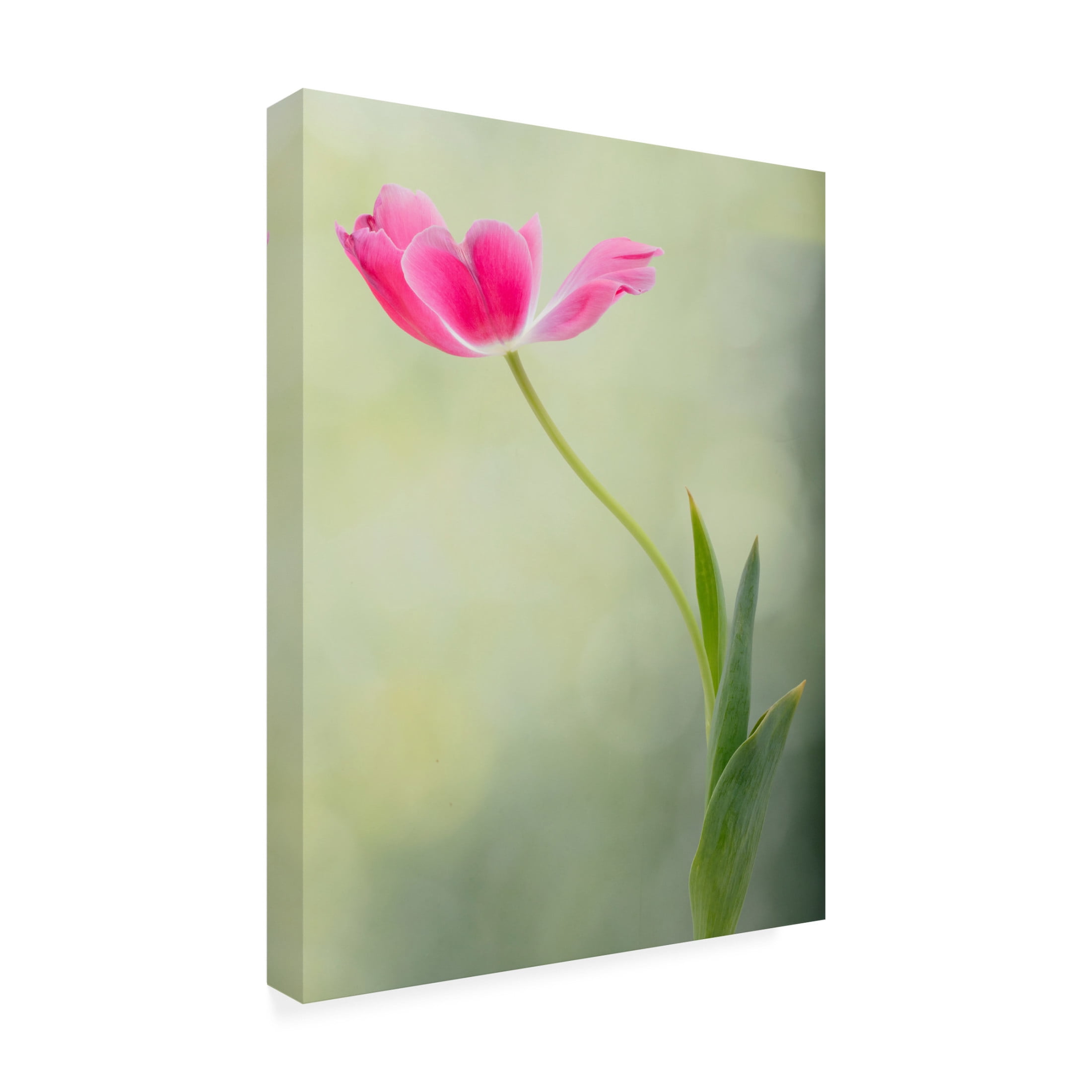Trademark Fine Art Linda D Lester Spring Tulip Canvas Wall Art