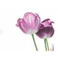 thumbnail image 3 of Aledanda 18x15 Black Modern Framed Museum Art Print Titled - Tulip Time I, 3 of 5