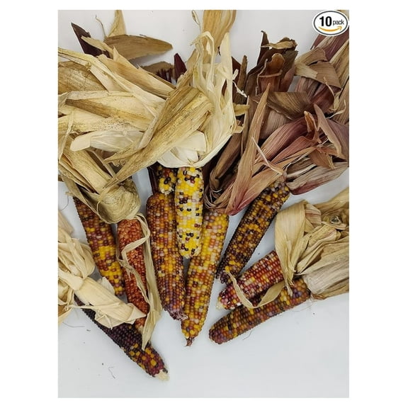 Mini Indian Corn in Husk - Pack of 10 for Decor, and Bowl fillers