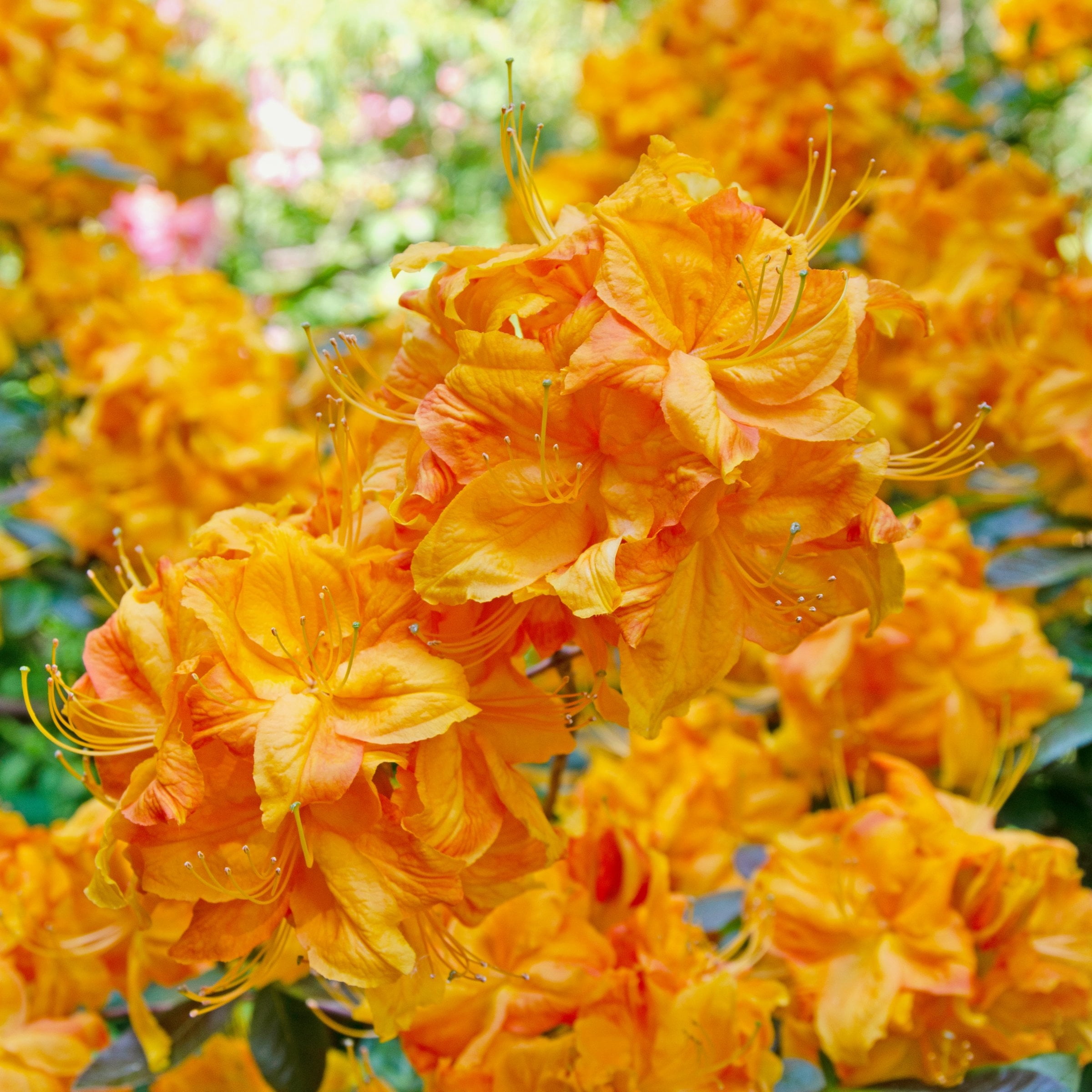 National Plant Network 3 gal. Native Azalea Tangerine