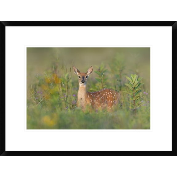 Global Gallery Nick Kalathas 'Fragrance Of Summer' Framed Wall Art