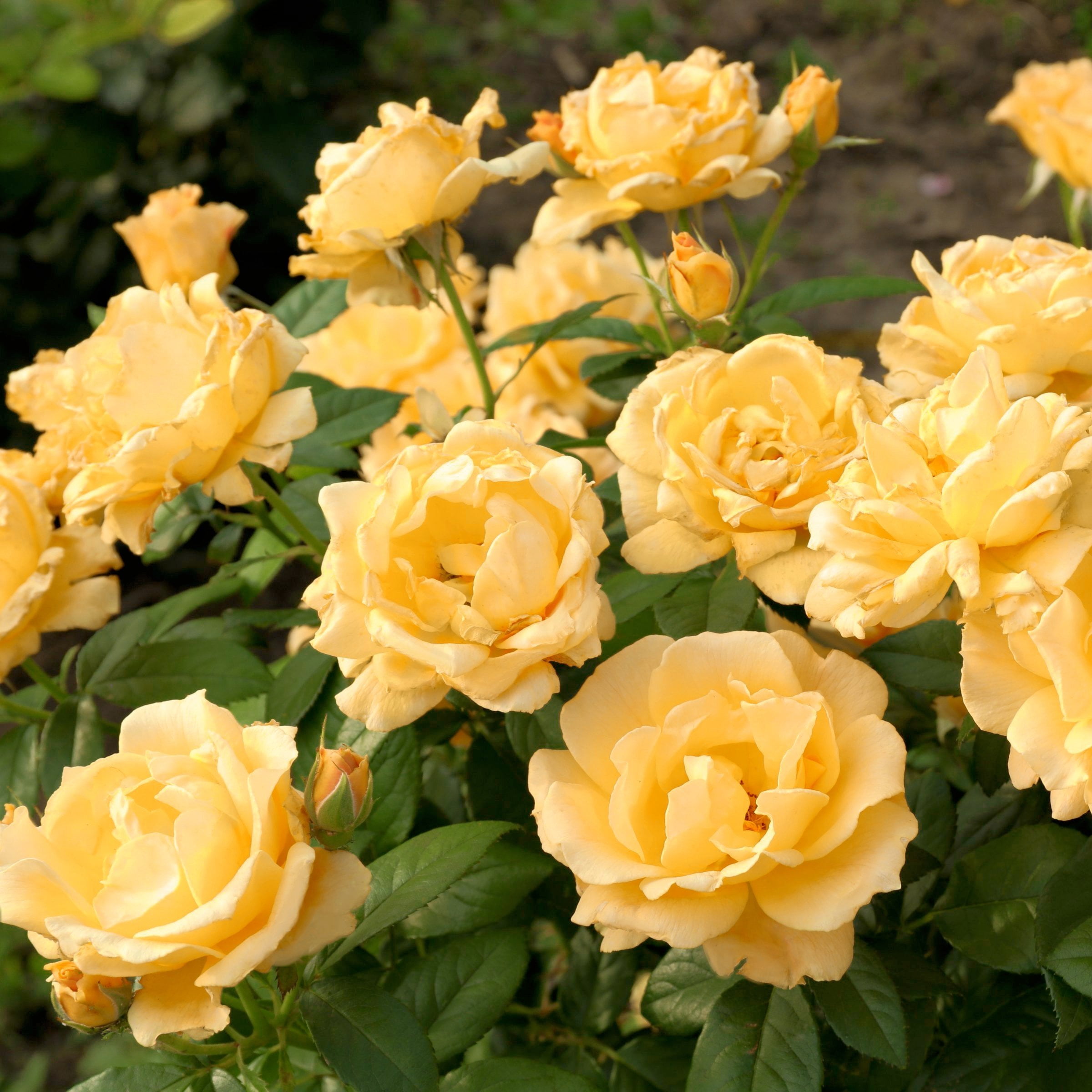 National Plant Network Bare Root Julia Child Tree Rose