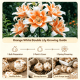 thumbnail image 5 of Lily Bulbs,Low Maintenance - Easy Grow - Ideal For Beds Borders, Plant Pots & Planters, 5 of 5