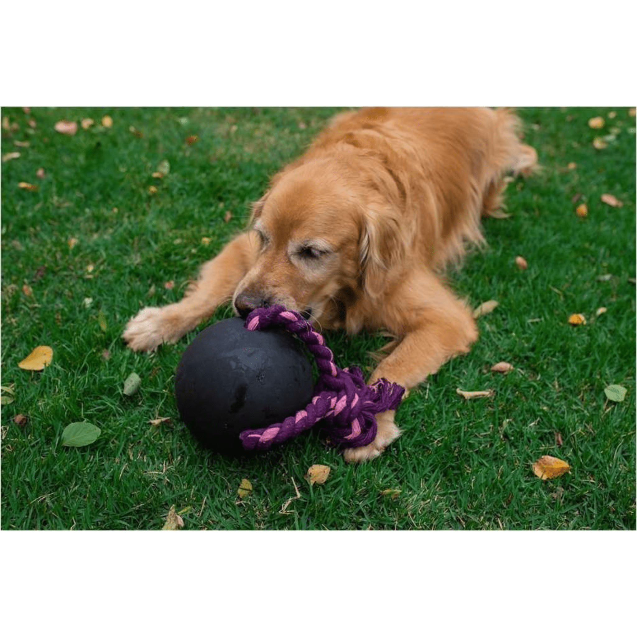 Hevea Pet Natural Rubber Non Toxic EcoTough XL Duraplay Tug Dog Toy