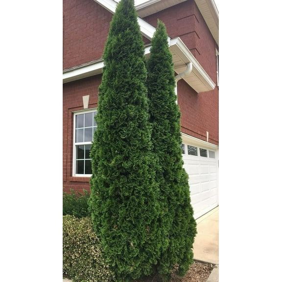 3 Emerald Green Arborvitae in 2.5 inch pots (one Plant per Pot, 3 pots)