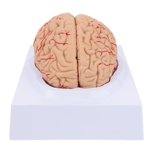EeaseMX 1 modelo anatómico de cerebro, modelo de vasos sanguíneos humanos, modelo de cerebro ensamblado para hospital.