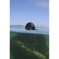 thumbnail image 2 of A U.S. Navy SEAL combat swimmer Poster Print, 2 of 2