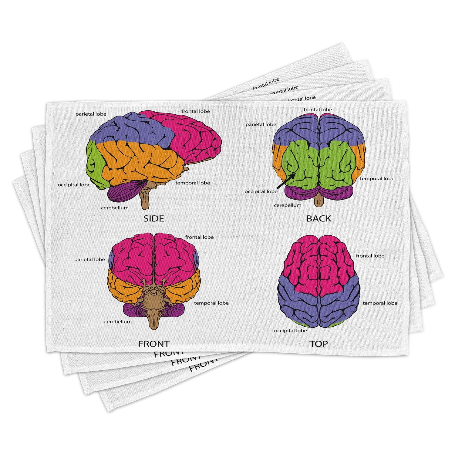Educational Placemats Set of 4 Human Brain from All Sides with Sections