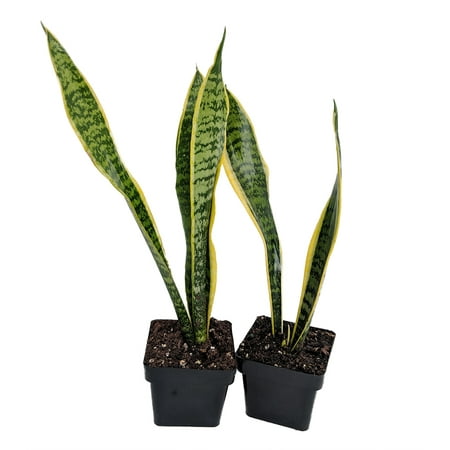 Laurentii Snake Plant, Mother-In-Law's Tongue - Sanseveria - 3