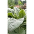 thumbnail image 5 of Plant Good Seed Mullein Seeds: Yellow Flowers, Green Leaves for Herbal Tea, Full Sun Easy Biennial, 5 of 9