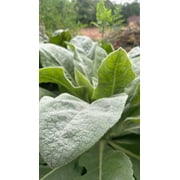 Plant Good Seed Mullein Seeds: Yellow Flowers, Green Leaves for Herbal Tea, Full Sun Easy Biennial