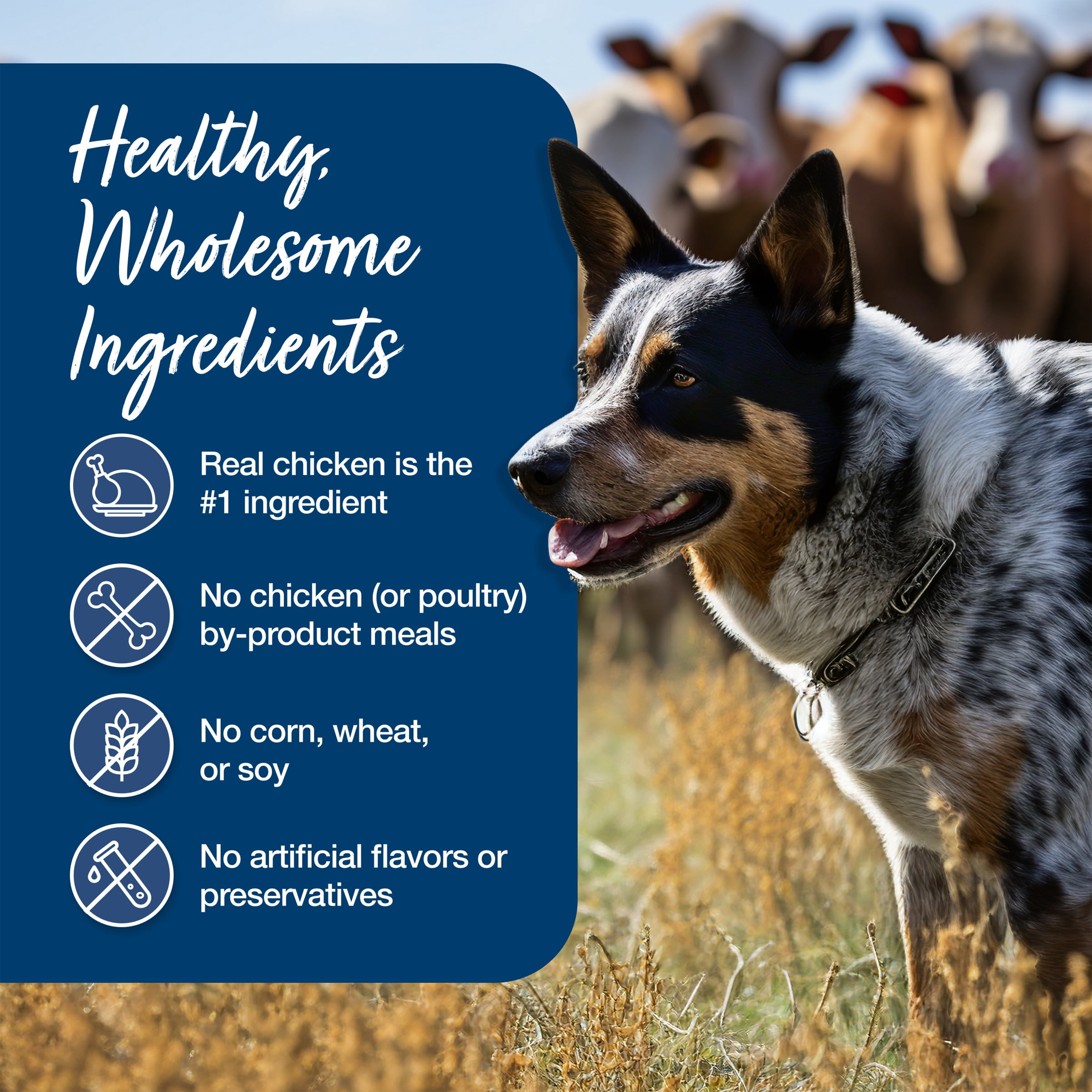 (12 pack) Blue Buffalo Blue's Stew Natural Wet Dog Food, Country Chicken Stew, 12.5-oz. Can