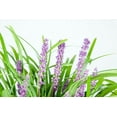 thumbnail image 5 of 1 Gal. Royal Purple Liriope - Monkey Grass - Ornamental Groundcover - Drought Tolerant, 5 of 5