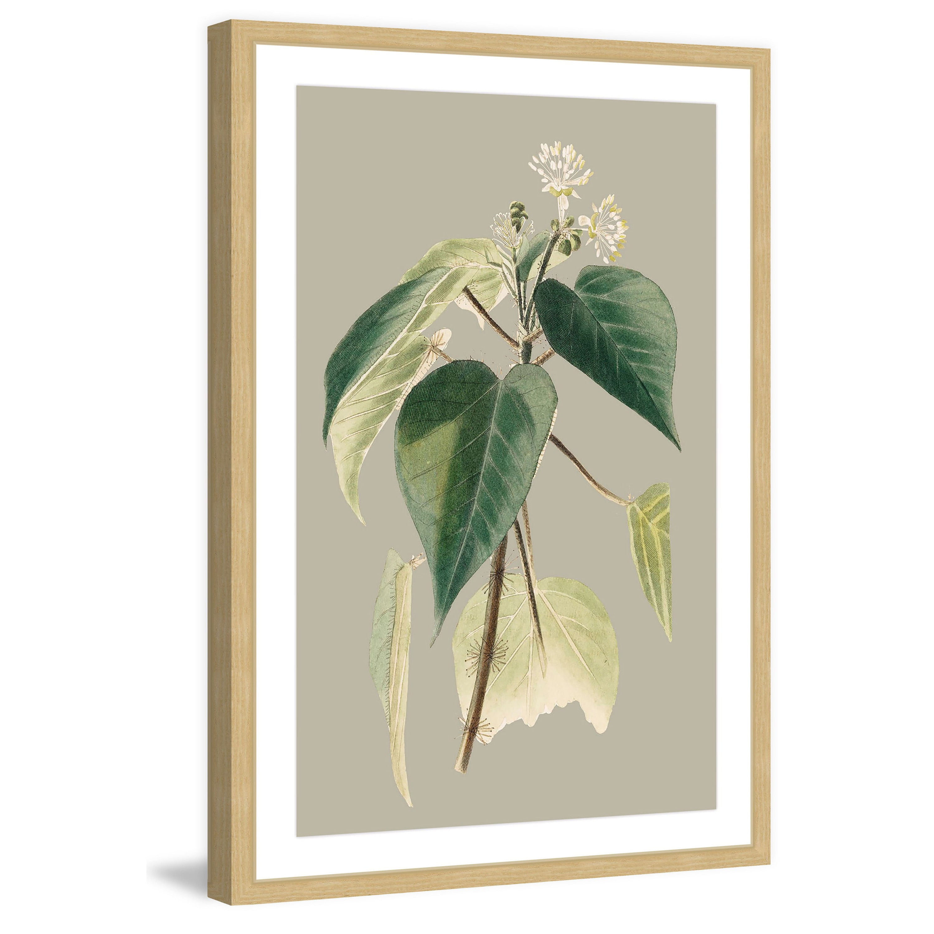 Marmont Hill Botanical Cabinet Ii Framed Painting Print Walmart Com Walmart Com