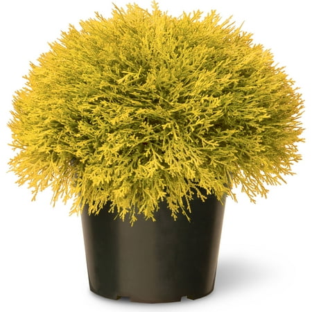 National Tree Golden Juniper Artificial Bush with Green Pot, 15