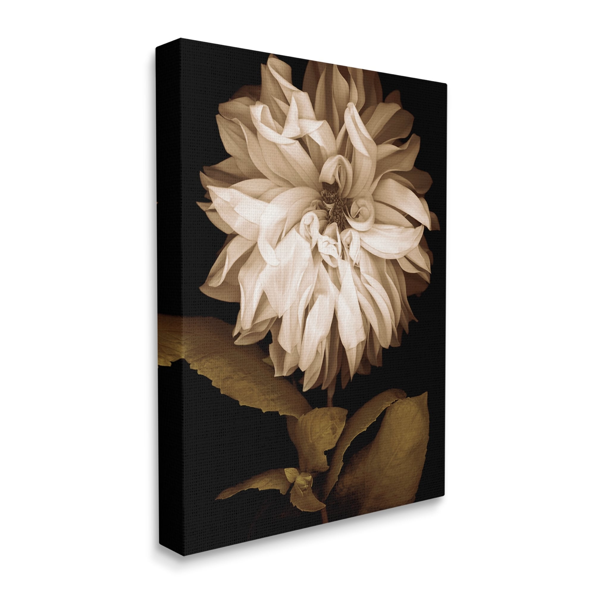 Stupell Modern White Chrysanthemum Petals Botanical & Floral Photography Gallery Wrapped Canvas Print Wall Art