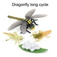 thumbnail image 3 of verishout 1 Set Life Cycle Models Exquisite Interesting Display Prop Unique Simulation Education Props Animal Toy for Children Dragonfly 1Set, 3 of 5