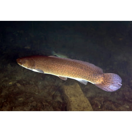 Bowfin swims the murky freshwater of Blue Springs near Ocala Florida Poster Print by Michael WoodStocktrek