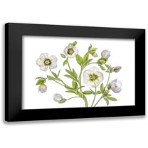 Disher, Mandy 14x11 Black Modern Framed Museum Art Print Titled - Hellebore