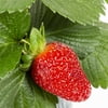 Proven Winners® 1.5G Green Fruit Strawberry Live Plants with Hanging Basket