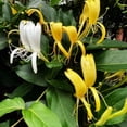 thumbnail image 3 of Yellow-White Honeysuckle Live Vine Plant, 4 to 6 Inch Tall in 4 Inch Pot, Climbing Flowering Plant for Outdoor Garden Perennial, 3 of 5