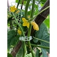 thumbnail image 2 of Clips para plantas, plástico, abrazaderas, clips para colgar, clips para vid, clips para vid, clips para plantas que soportan tomates, pimientos, plantas de vid y flores de desarrollo vertical, 2 of 5