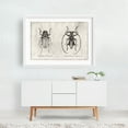 thumbnail image 2 of Dorysthenes Buqueti - Drawing Black and White Vintage Nature Botanical Line Art White Framed Wall Art Print 5 x 7 inches, 2 of 3