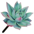 thumbnail image 3 of AURARMLET 1Set Outdoor Ornaments for Yard Acrylic Succulent Shape Garden Stake Decorative, 3 of 8