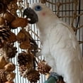 thumbnail image 4 of Flmtop Pet Bird Parrot Nut Pine Cone Mesh Hanging Cage Swing Play Chew Interactive Toy, 4 of 9