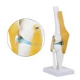 thumbnail image 4 of Avec Modèle d'Articulation du Genou Ligamentaire, Modèle de Simulation d'Articulation du Genou Taille Réelle, pour Amateurs d'Apprentissage des Os Humains, 4 of 8