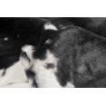 thumbnail image 2 of Luxe Tapis Classique Fausse Peau / 4.25'x'5, 2 of 3