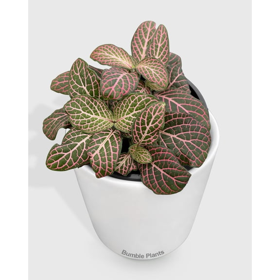 Fittonia 'Red Nerve Plant' - Live Air-Purifying Indoor Plant in Nursery Pot – Easy Care, Low Maintenance Houseplant for Home & Office Decor, Natural Air Cleaner, Best for Beginners