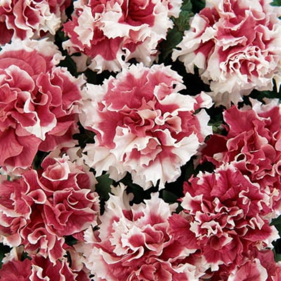 Petunia Pirouette Red F1 Seed - 250 Seeds