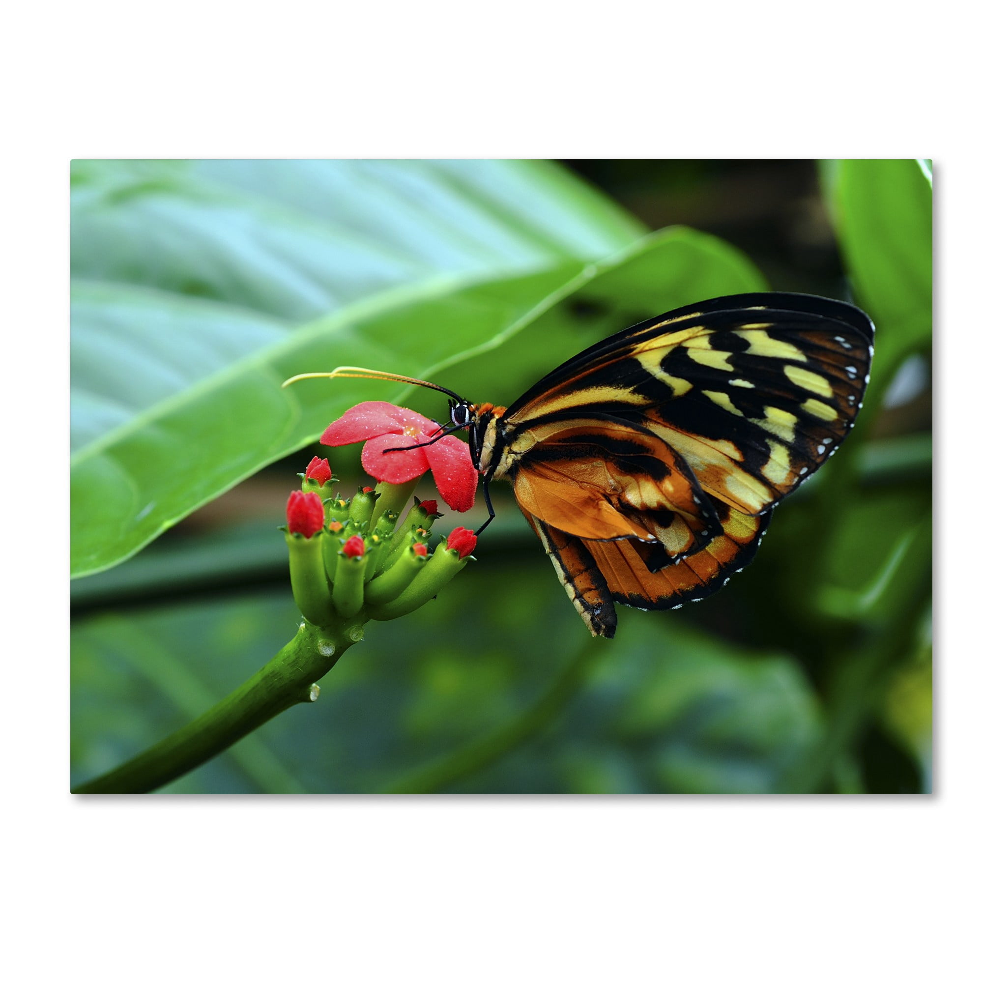Trademark Fine Art "Cream Spotted Tigerwing" Canvas Art by Kurt Shaffer