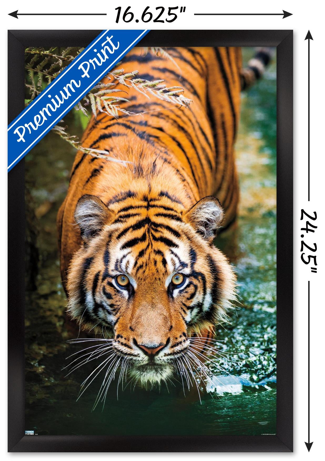 Tiger - Water Wall Poster, 14.725" x 22.375", Framed