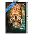 thumbnail image 3 of Tiger - Water Wall Poster, 14.725" x 22.375", Framed, 3 of 5