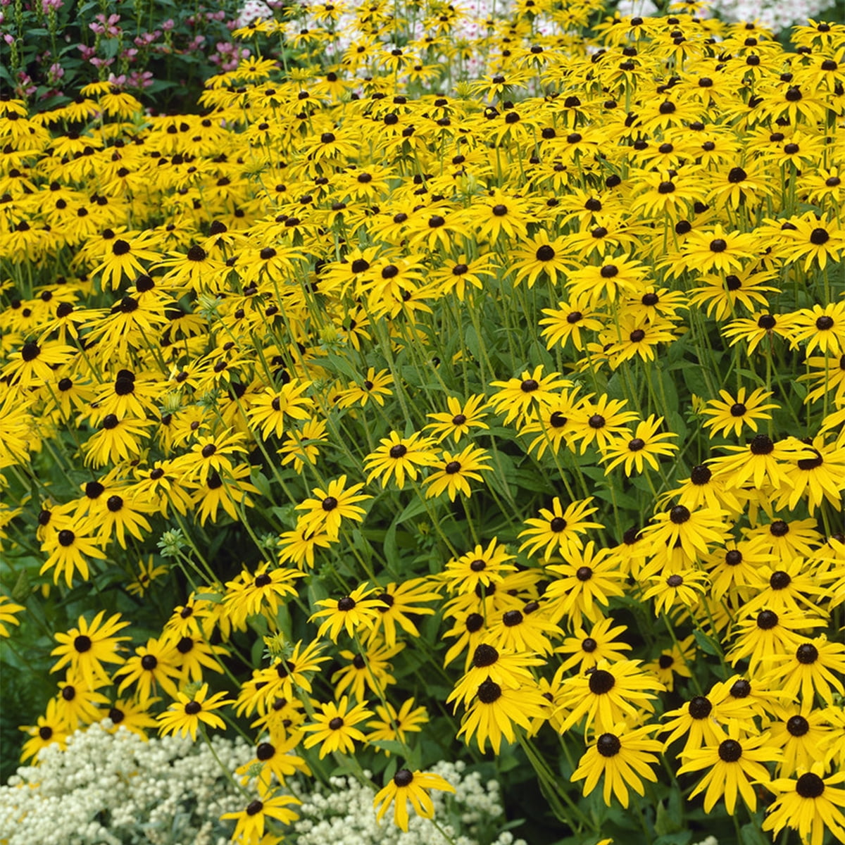 Van Zyverden Rudbeckia Goldstrum Set of 5 Plant Roots Yellow Full Sun Deer Resistant 2 lbs