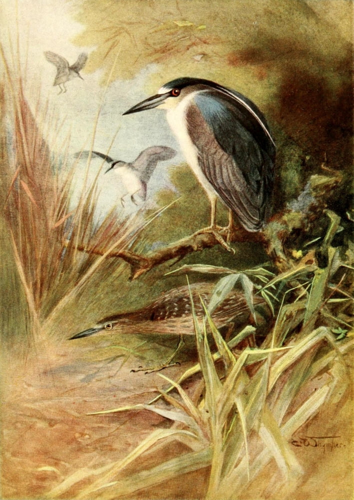 Egyptian Birds 1909