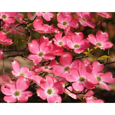 5 Seeds PINK FLOWERING DOGWOOD Tree Cornus Florida Rubra Native Ornamental Tree Seeds