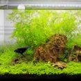 thumbnail image 3 of Adorable WhaleShaped Aquarium Decor Made of PVC for Fish Tank Landscape Adding Natural Vibes Assorted Color, 3 of 8