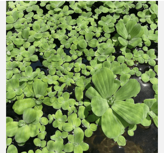 Dwarf Water Lettuce Live Floating Aquarium Plant, Natural Freshwater Aquatic Plant