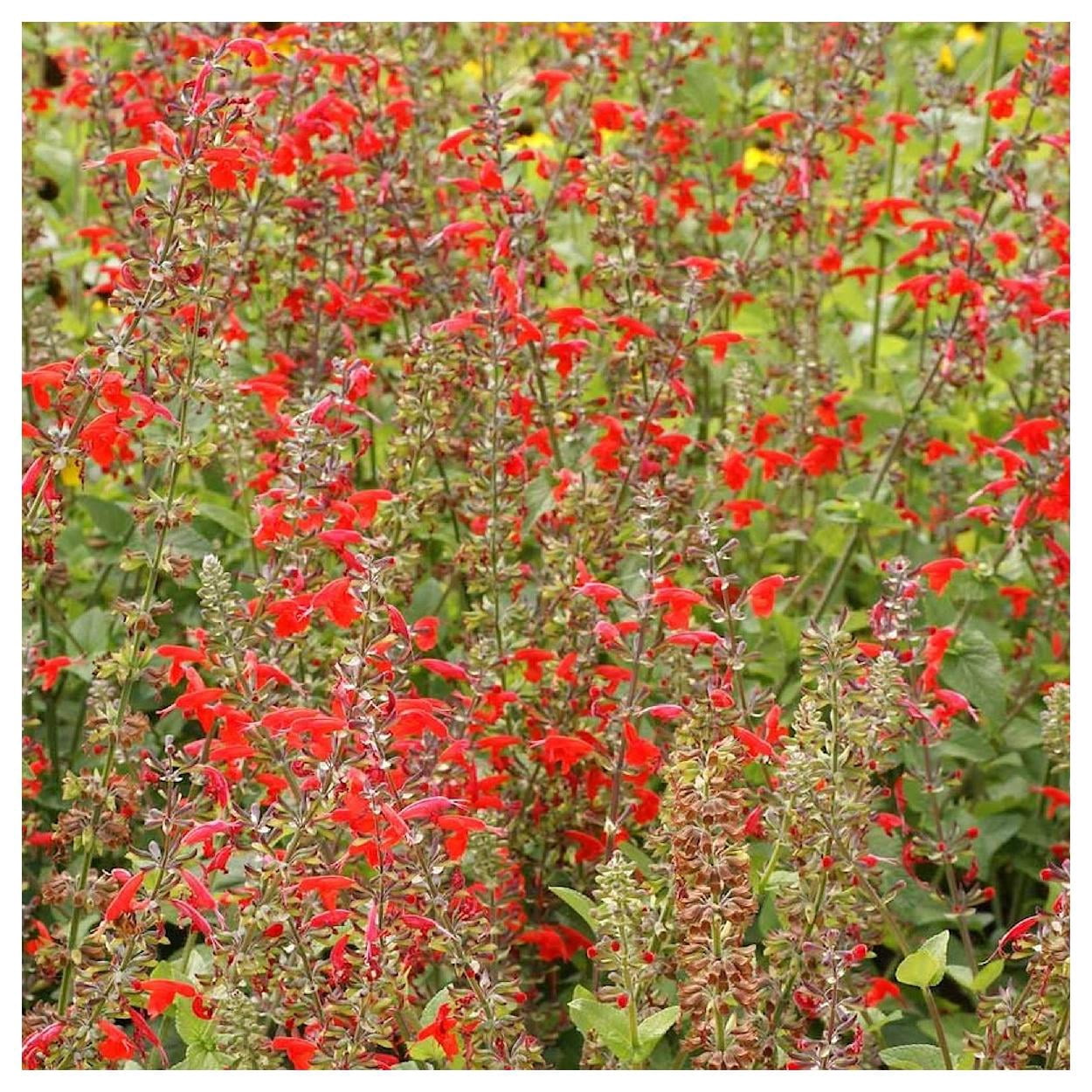 Everwilde Farms - 1/4 lb Scarlet Sage Native Wildflower Seeds - Gold Vault Bulk Seed Packet